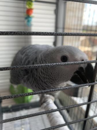 Image 3 of Young african grey parrot
