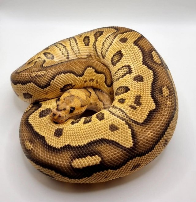 Preview of the first image of Fire clown royal python female.
