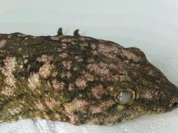 Image 7 of Exceptional high colour male leachianus gecko
