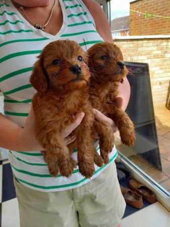 Image 9 of F1 toy cockapoo puppies pra clear