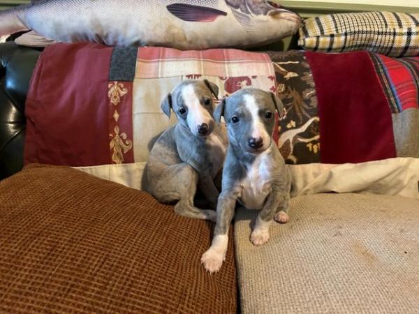 Image 3 of Fabulous Whippet Puppies ready soon ... 2 left !