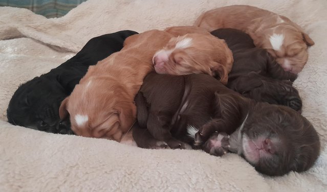 Image 5 of Stunning Sprocker Puppies ALL SOLD NOW !!!