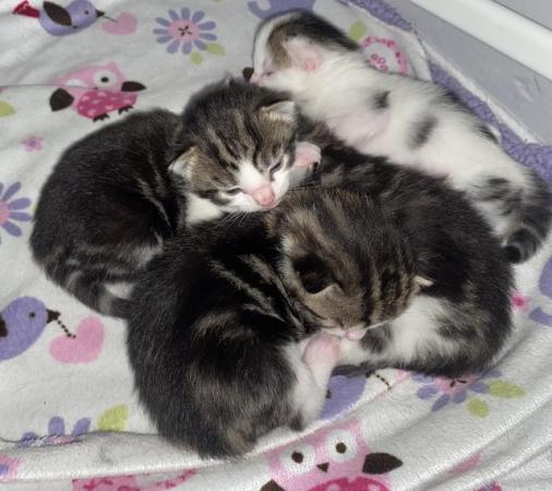 Image 2 of Kittens looking for forever homes