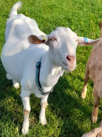 Image 2 of 2yr old de-horned Saanen X nanny goat