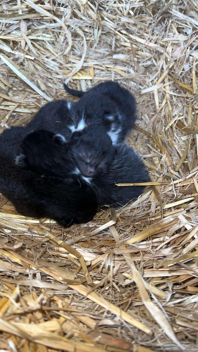 Preview of the first image of about 1 week old farm kittens.