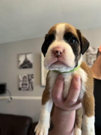 Image 8 of Adorable KC Boxer Puppies