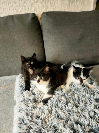Image 1 of Kittens small beautiful