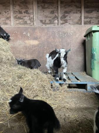 Image 2 of Pygmy goats kids looking for their forever homes