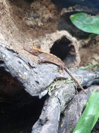 Image 5 of Young Crested Gecko for sale