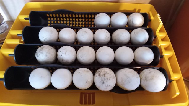 Image 2 of Cherry Valley Pekin Duck Hatching Eggs