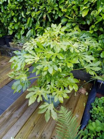 Image 1 of Fatsia japonica evergreen
