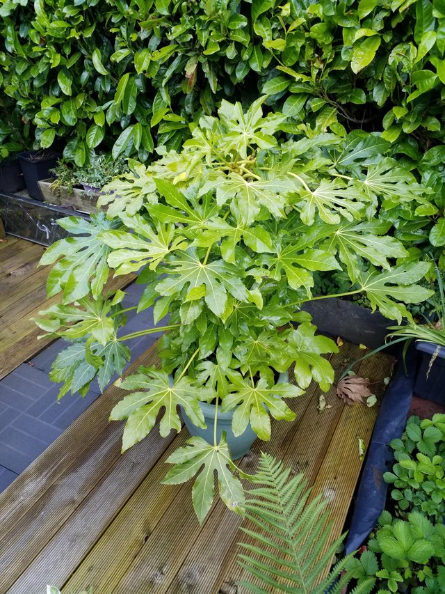 Preview of the first image of Fatsia japonica evergreen.