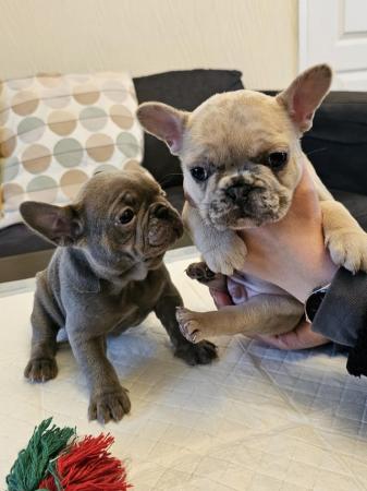 Image 2 of Beautiful Quality KC French Bulldog Puppies