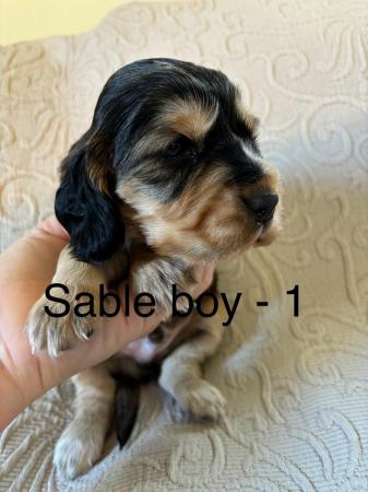 Image 11 of Exceptional KC Show-type Cocker Spaniel puppies