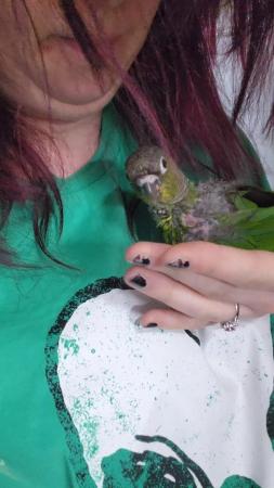 Image 5 of Sweet little baby green cheek conure 9 Weeks not ready yet!