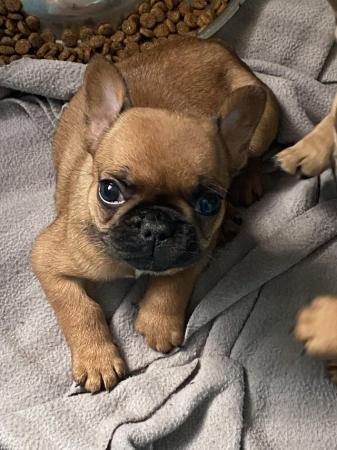 Image 2 of 2 red frenchie pups ready Monday