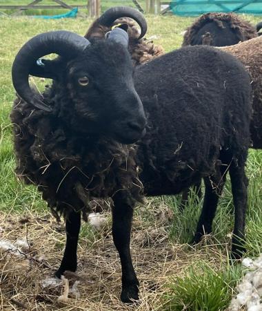 Image 1 of 8 Shetland Sheep Rams. £200 FOR THE LOT