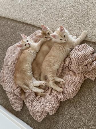Image 3 of 3 male, 11 week old Maincoon kittens Tica registered.