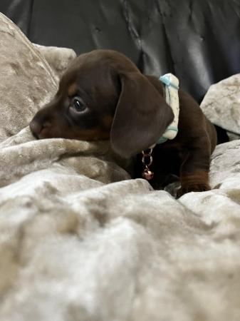 Image 14 of Reduced minature dachshund puppy's