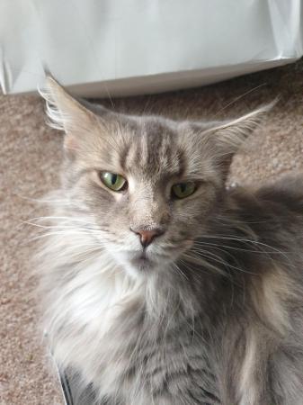 Image 4 of Gorgeous GCCF Registered Female Maine Coon in Birmingham