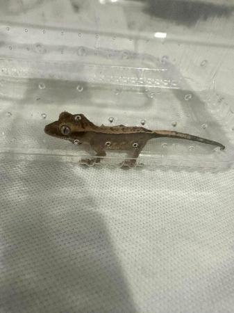 Image 8 of Crested gecko babies available now