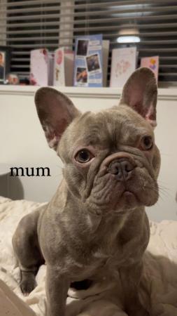 Image 3 of Ready to leave *kc registered female brindle French bulldog