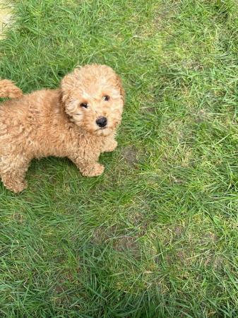 Image 4 of 13 week old female toy poodle for sale
