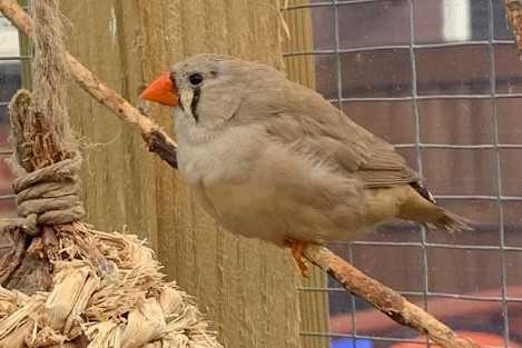 Image 7 of Beautiful Young Zebra Finch PAIRS for Sale