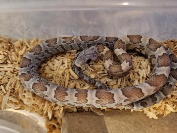 Image 5 of Corn snake for sale £60