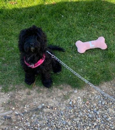Image 4 of F1b cockapoo puppies for sale
