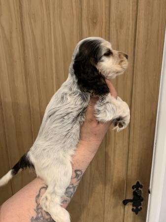 Image 6 of Gorgeous show type cocker spaniels