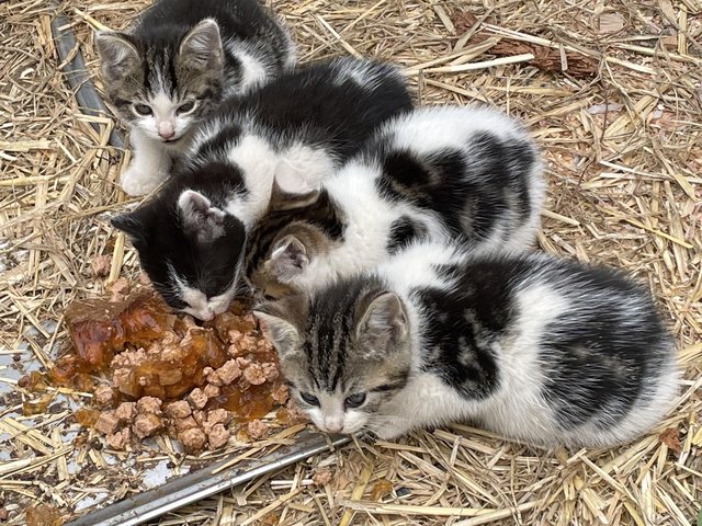 Preview of the first image of Male and Female farm / outdoor kittens.