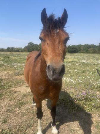 Image 3 of Full loan 13.2hh 7yr Welsh C - Ernie looking for forever hom