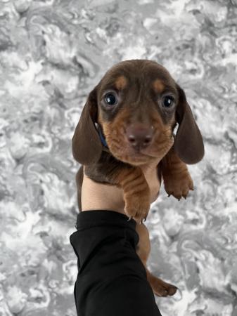 Image 3 of Stunning mini dachshunds