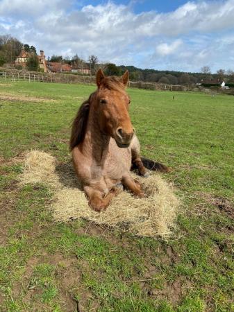Image 1 of 3yr old new forest gelding