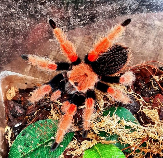 Preview of the first image of Tarantulas "sold separately" with their vivarium setups.