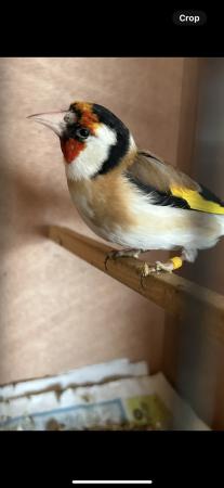 Image 5 of Siberian Goldfinch cock bird