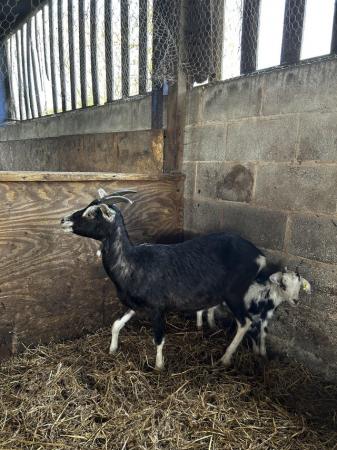Image 2 of Nanny goats with kids for sale