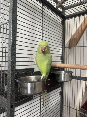 Image 1 of Indiangreen Ringneck for sale £150 Cage Included No offer