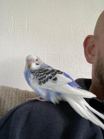 Image 3 of hand reared baby budgie