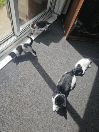 Image 3 of Kittens looking for there forever home