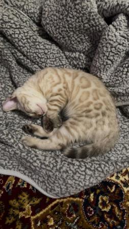 Image 2 of TICA registered snow lynx bengal