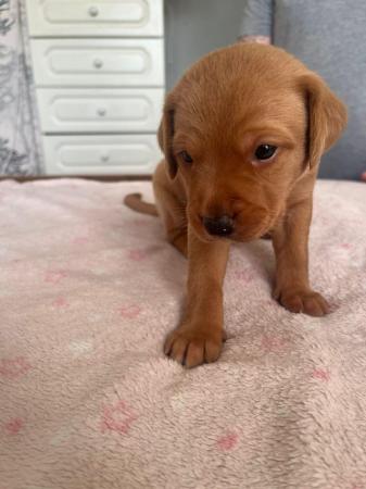 Image 14 of Stunning Fox Red Labs for sale