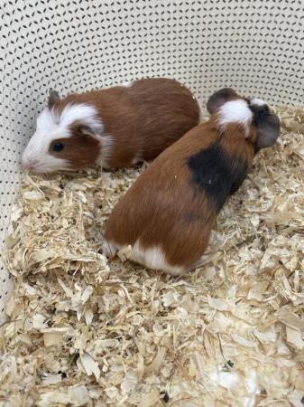 Image 3 of Young pair of male Guinea pigs