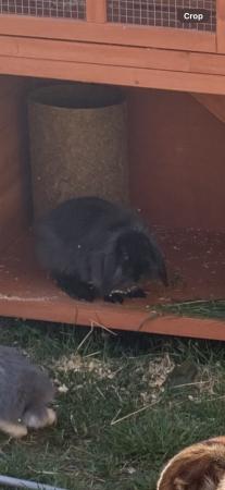 Image 2 of Young Female rabbit looking for new home  (hutch included)