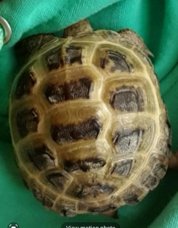 Image 5 of Horsefield tortoise. Approximately 4 years old.