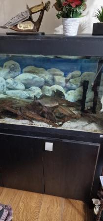 Image 3 of 4 ft Fluval roma with 4 lage red belly Piranhas