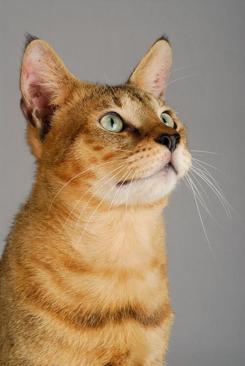 Preview of the first image of savannah x bengal and Chausie Cats looking for loving home.