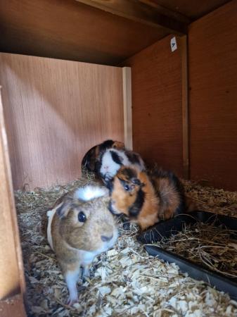 Image 3 of Guinea pigs Ready now, boys & girls available