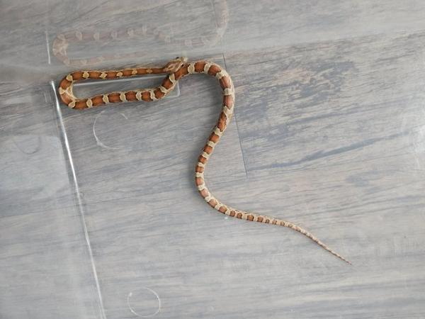 Image 2 of Female okeetee corn snake with or without full setup